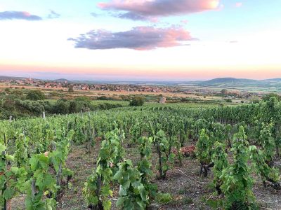Görbe vineyard