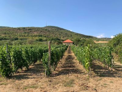 Teleki vineyard
